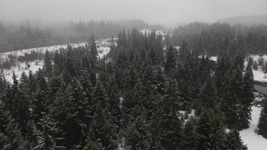 加拿大森林里的雪