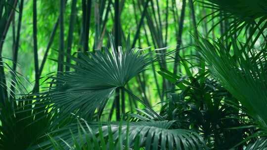 竹林植物风景