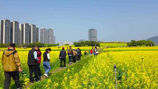 4K光明欢乐田园大范围延时1