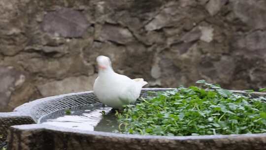 野外一只鸽子在水池边踱步