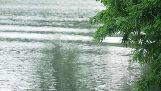 杭州运河 水面 植物 生态 环境