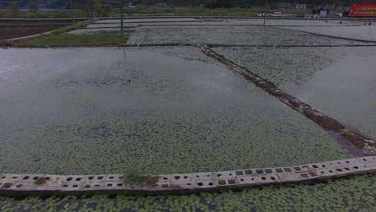 雷波马湖莼菜