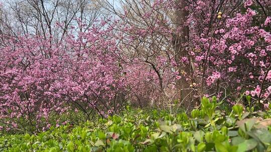 济南百花公园春天赏玉兰花、桃花