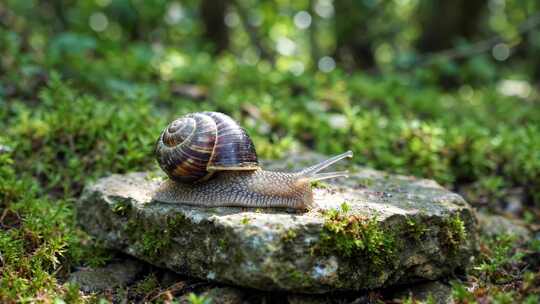 石头上爬行的蜗牛特写素材