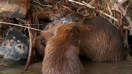 海狸鼠、食草动物、Coypu、啮齿动物