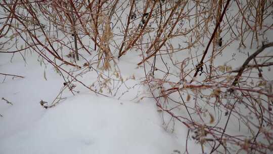 冬季雪花飘落到植物上的雪景视频素材模板下载