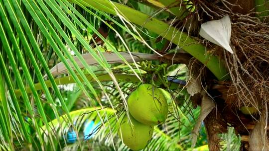 挂在棕榈上的青椰子视频素材模板下载