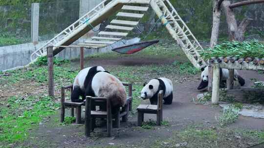 大熊猫四喜丸子打麻将吃竹子视频合集