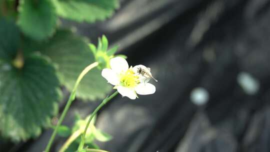 草莓 草莓苗 草莓秧 三农 乡村振兴