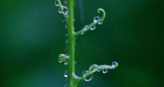 雨中绿植 水珠 水滴