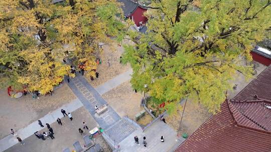 航拍平顶山文殊寺银杏