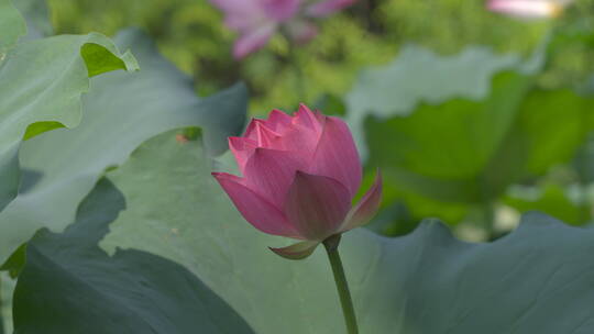 荷花 诗画江南 杭州西湖 园林庭院 4K