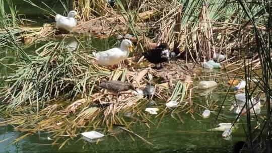 鸭子在肮脏污染的河边