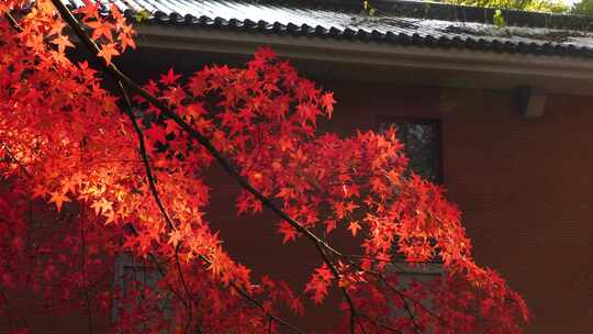 逆光屋檐下的红枫光影秋意氛围
