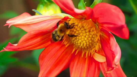 蜜蜂在花上工作的特写镜头