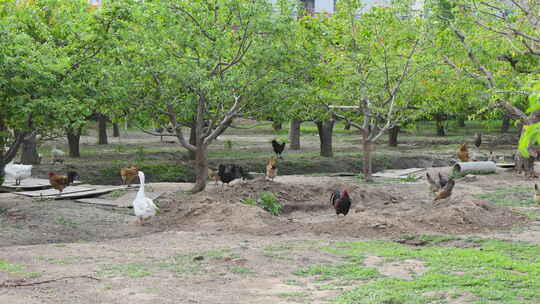 鸡鸭鹅在园林中放养散养绿色生态