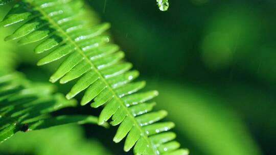 森林蕨类植物在雨中滴水