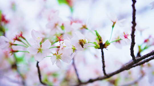 春天里的樱花绽放