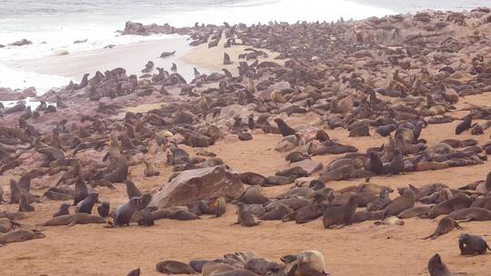 成千上万的海豹聚集在大西洋海滩上