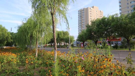 花园绿化 花草植物视频素材模板下载