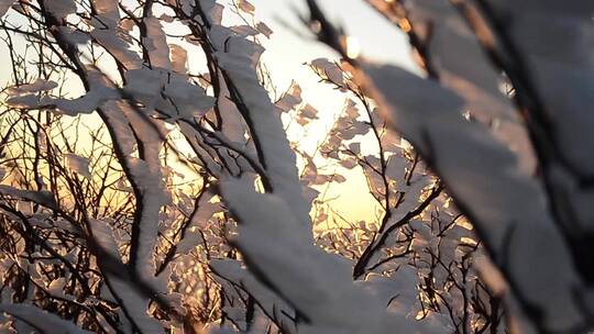 日出阳光穿透积雪覆盖的树枝美景镜头特写