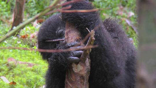 大猩猩在吃树的汁液视频素材模板下载