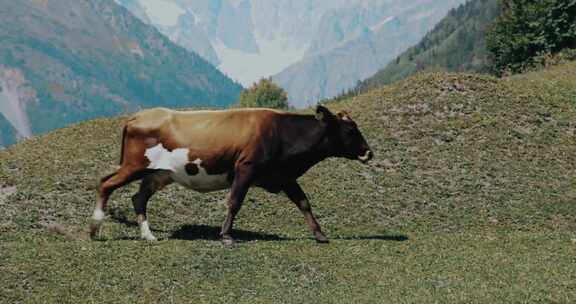高原牧场牛养殖
