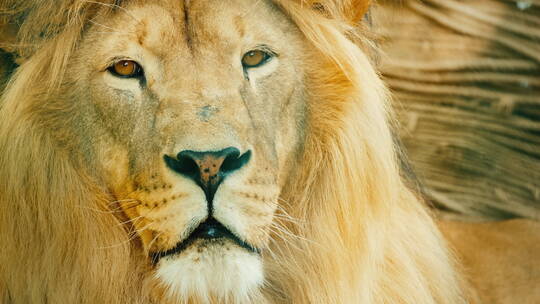 雄狮的肖像视频素材模板下载