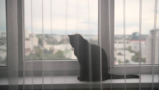 蹲在窗台上的小猫视频素材模板下载