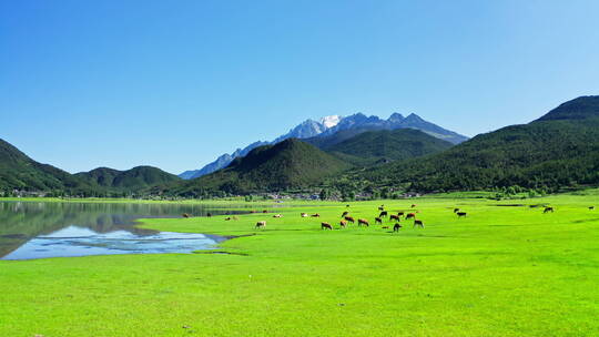 玉龙雪山下湖边草地上的牛羊群