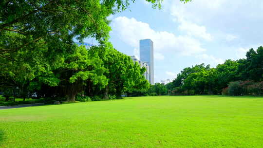 树林 森林 草坪 草地 绿地 榕树