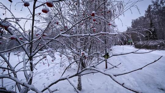 雪天雪景下雪冰冻