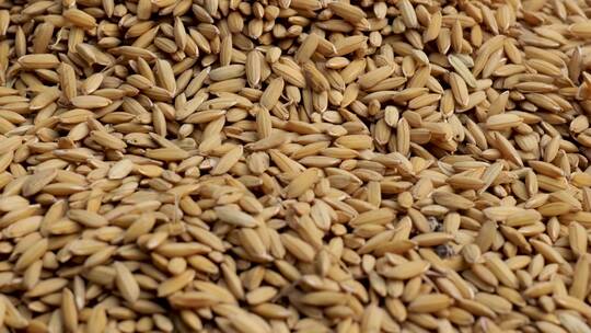 稻谷掉落粮食堆粮食大米视频素材模板下载