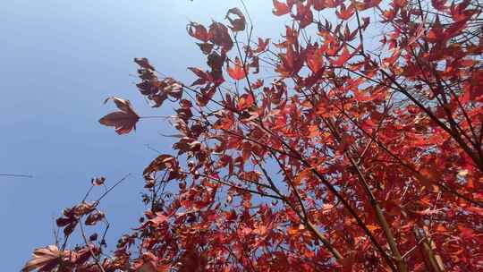 秋天红色的枫叶