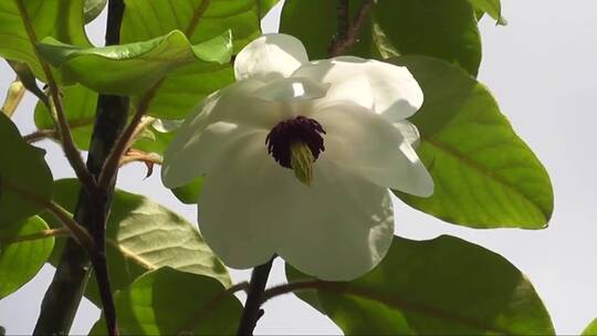 盛开在阳光下的白色花朵