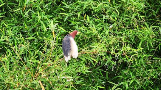 一只池鹭栖息在竹林里