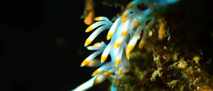 海底珊瑚虫微距特写