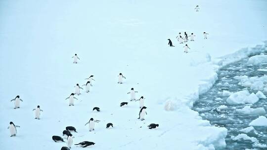 企鹅在厚厚的冰川上行走