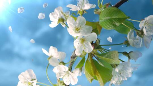 唯美白色梨花梨花开放春天阳光明媚音乐