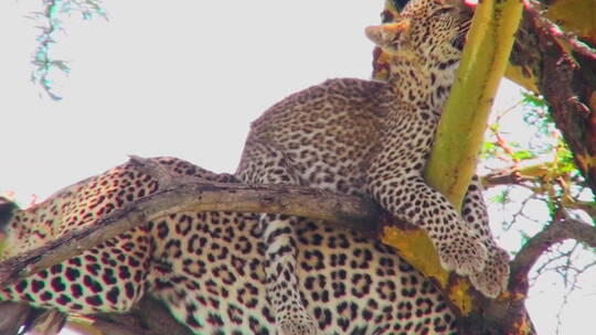 一棵树上豹子宝宝坐在他妈妈身上