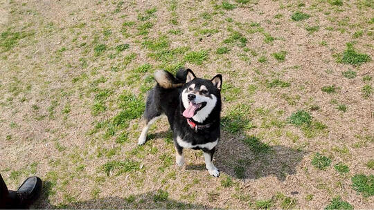 黑色柴犬河边玩耍球球宠物和主人互动玩玩具