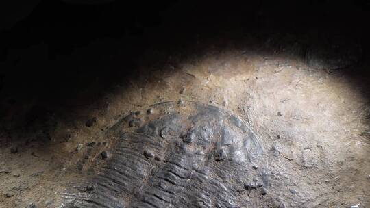 三叶虫化石远古考古