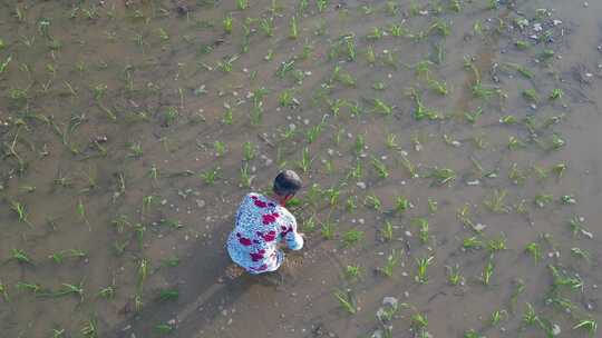 一位农村妇女在田里插秧