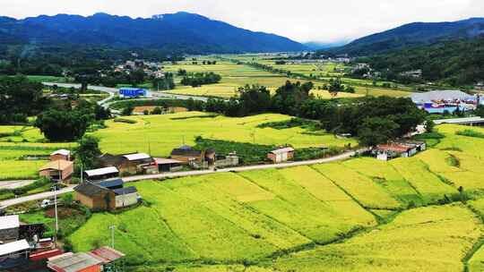 高山峡谷地区金色稻田