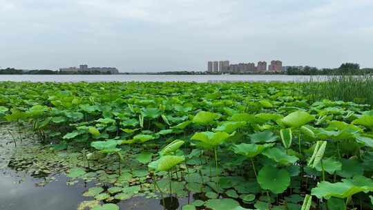 徐州市大龙湖风景区夏日荷花