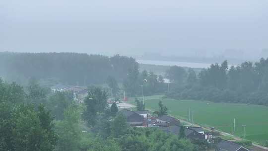 航拍农村白鹭觅食树林鸟类栖息地湿地农田