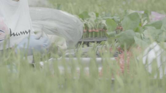 温室育苗嫁接蔬菜幼苗LOG视频素材视频素材模板下载