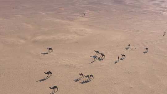 丝绸之路 沙漠骆驼视频素材模板下载