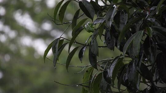 雨水打湿在绿色枝叶上