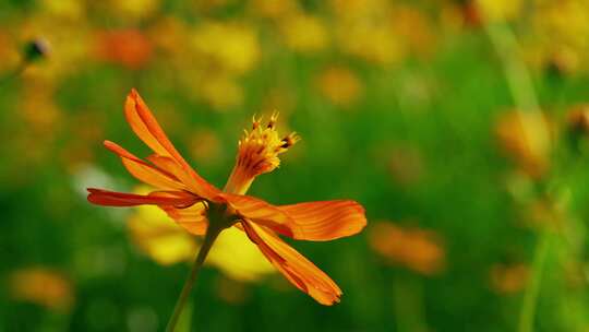 花花草草